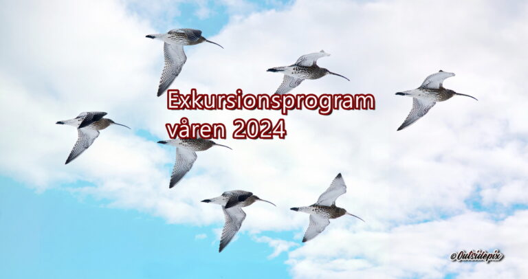 storspovar mot blå himmel, text program våren 2024
