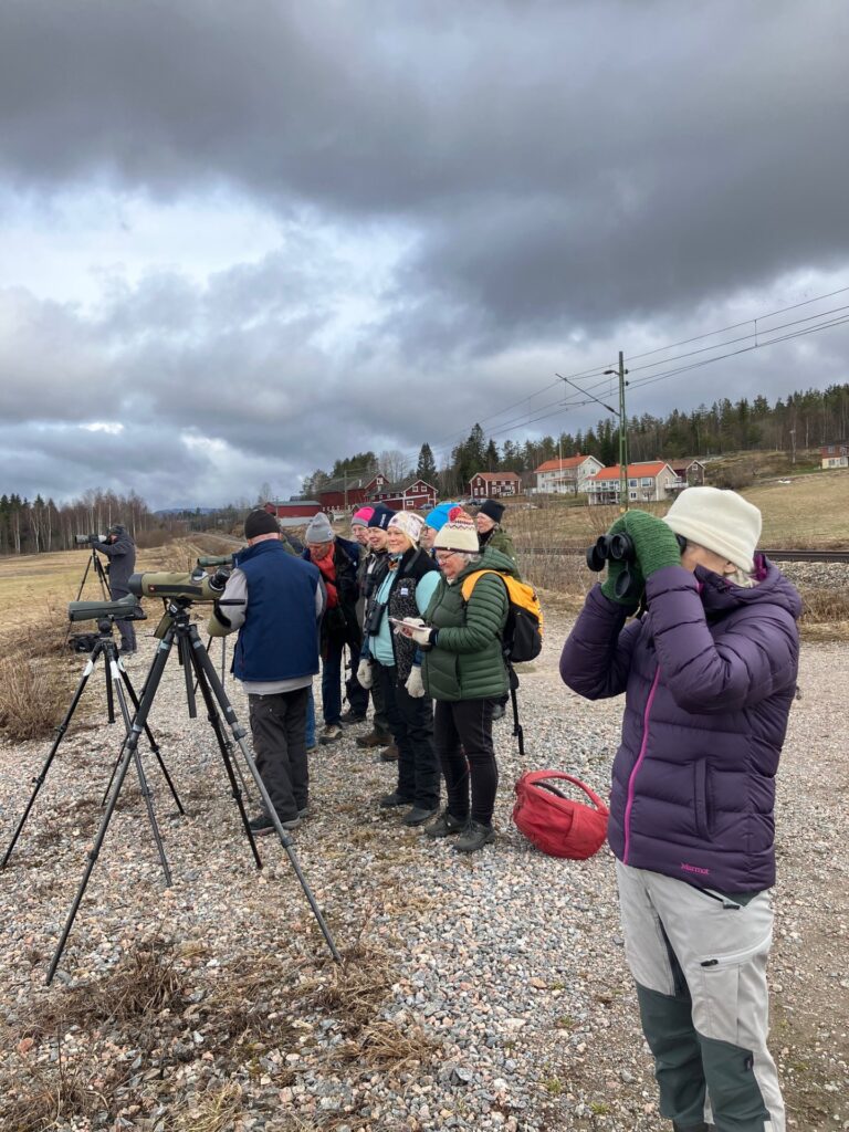 fågelskådare med kikare vid Skrängsta