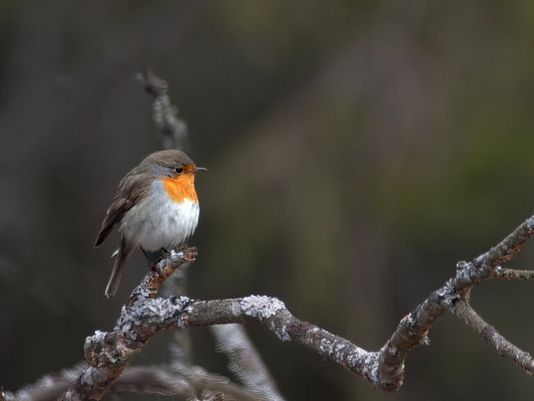 rödhake, foto: Stig Carlsson