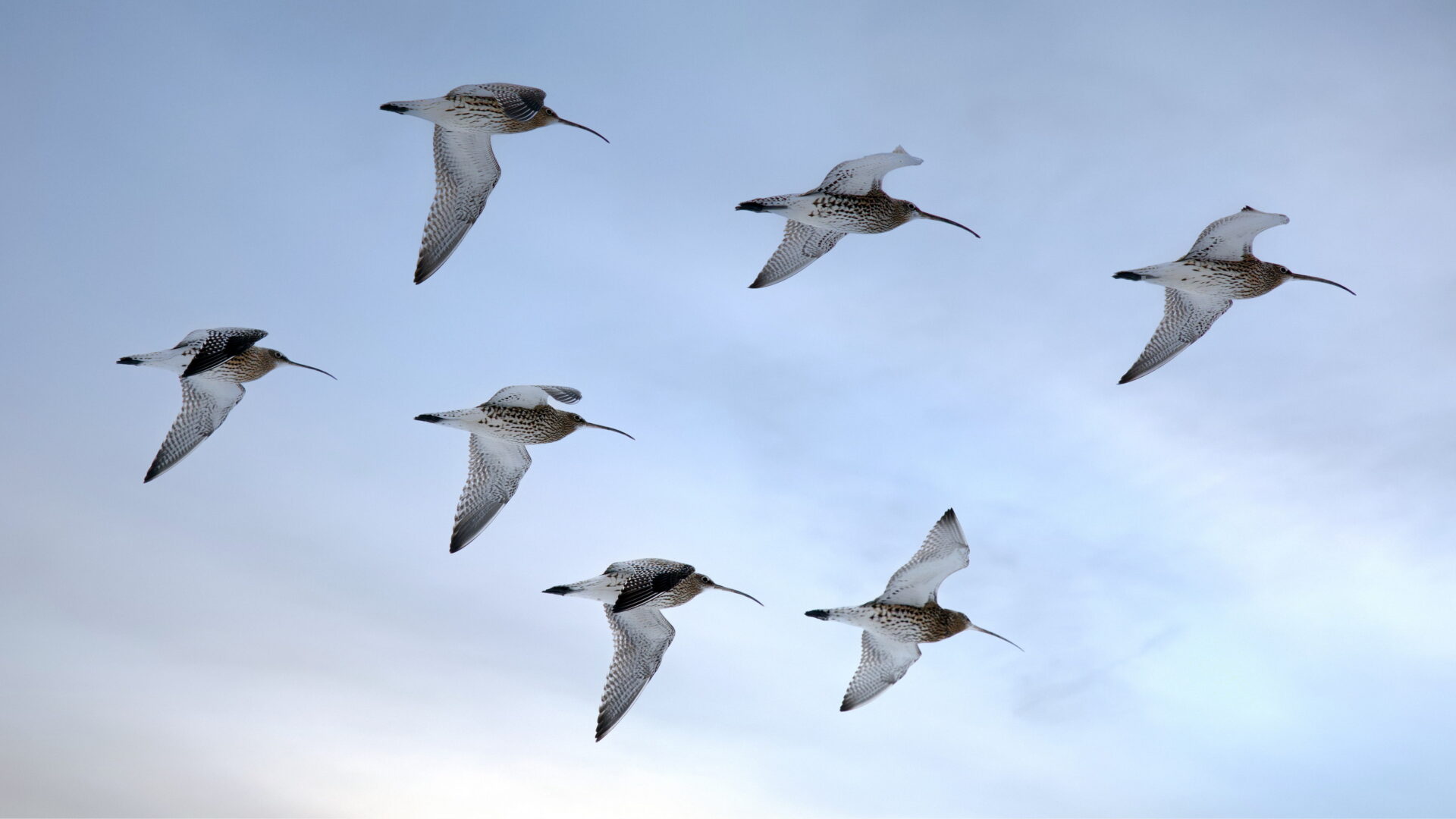 Flygande storspovar