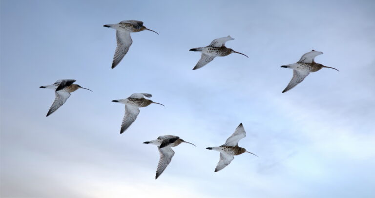Flygande storspovar