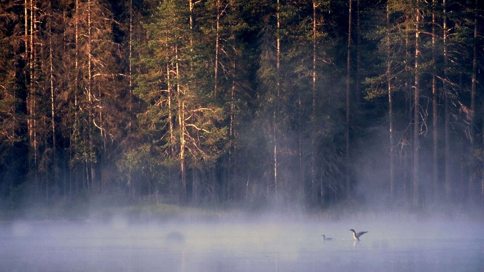 Våtmark i dimma