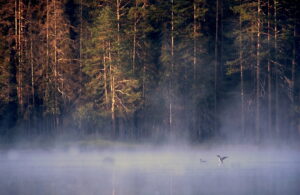 Våtmark i dimma